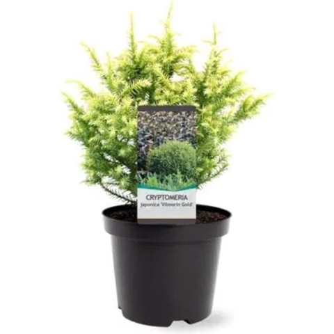 Cryptomeria jap. Vilmorin Gold 20-25 cm Conifeer - Warentuin natuurlijk