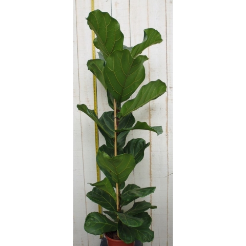 Kamerplant Ficus lyrata 120 cm - Warentuin natuurlijk