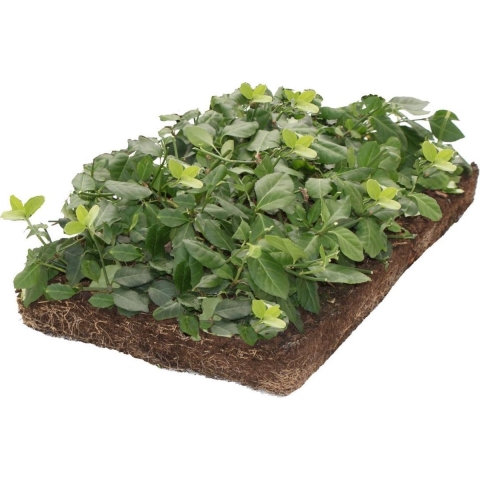 Plantenmat vasteplanten Euonymus Kardinaalsmuts prijs per 1m2 cm Covergreen - Covergreen
