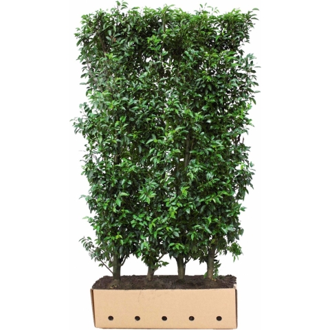 Prunus lusitanica Angustifolia 200 cm - Quickhedge