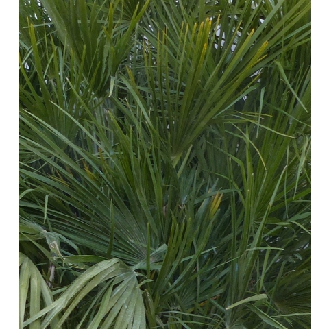 winterharde palmboom chamaerops humilis 160 cm hoog - Warentuin natuurlijk