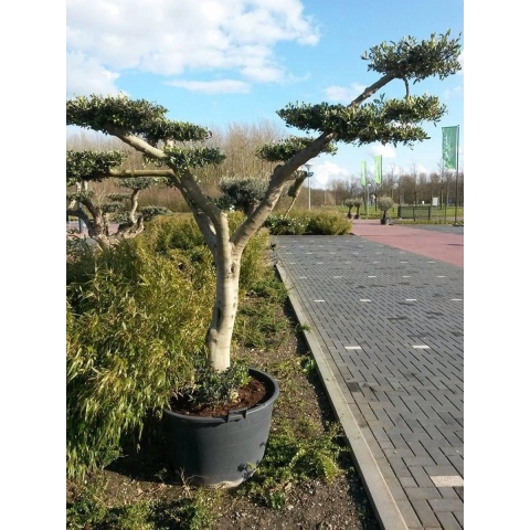 Olijfboom Olea stamhoogte 40 cm en boomhoogte 240 cm de Luxe - Warentuin natuurlijk