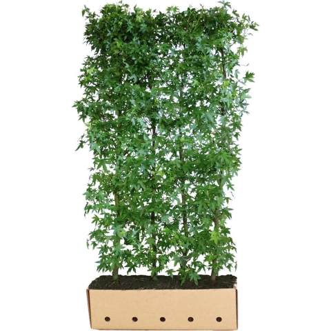 Liquidambar styraciflua worplesdo 200 cm - Quickhedge