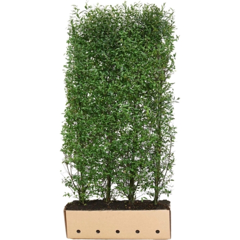 Ligustrum vulgare atrovirens 200 cm - Quickhedge