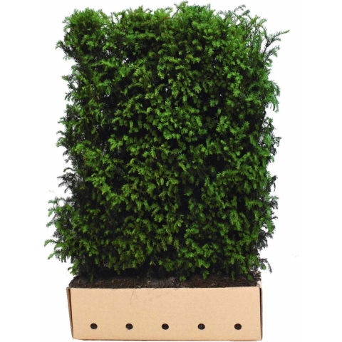 Taxus baccata 150 cm - Quickhedge