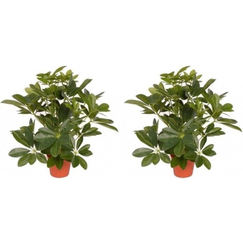 2x Groene Schefflera/baby struik kunstplanten 55 cm voor binnen -