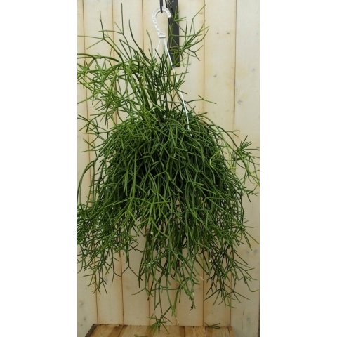 Rhipsalis trigona - Warentuin natuurlijk
