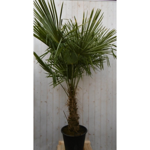 Winterharde Palmboom stamhoogte 50 cm en hoogte 180 cm - Warentuin natuurlijk