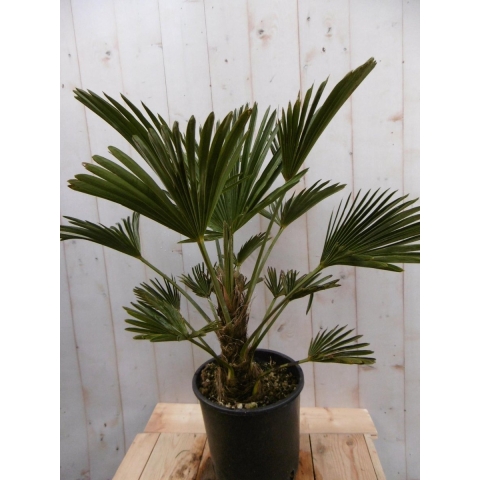 Winterharde Palmboom hoogte 70 cm - Warentuin natuurlijk