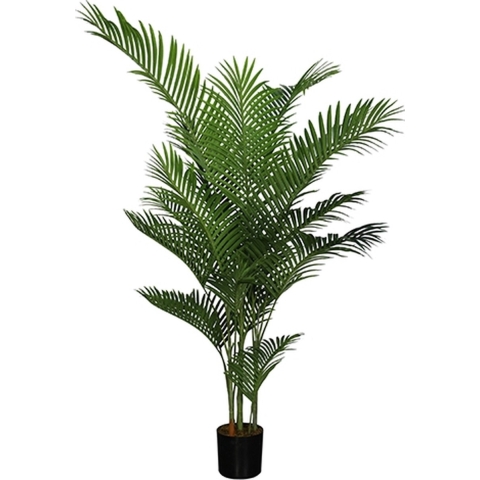 Areca palm 185 cm - Buitengewoon de boet