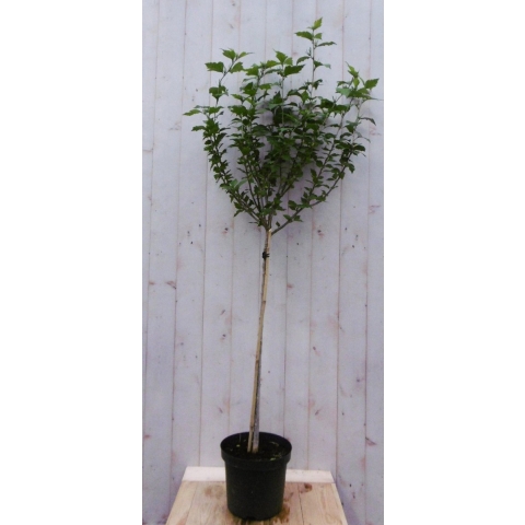 Hibiscus op stam Blauw 180 cm stam 80 cm - Warentuin natuurlijk