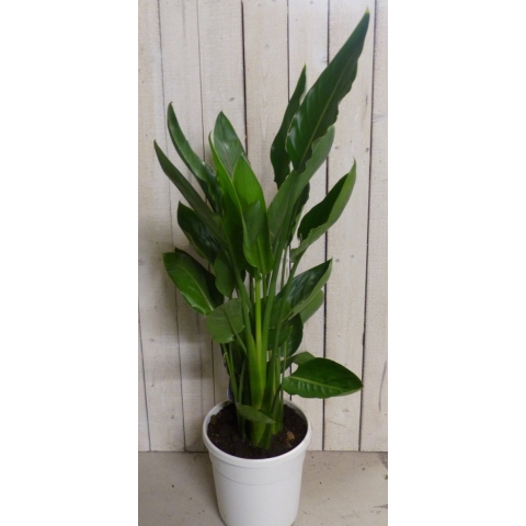 Kamerplant Paradijsvogelbloem Strelitzia 100 cm - Warentuin natuurlijk