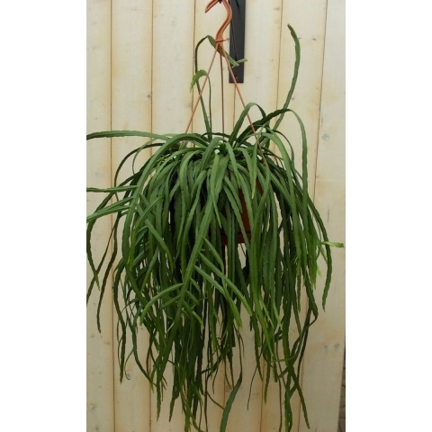 Lepismium Bolivianum - Warentuin natuurlijk