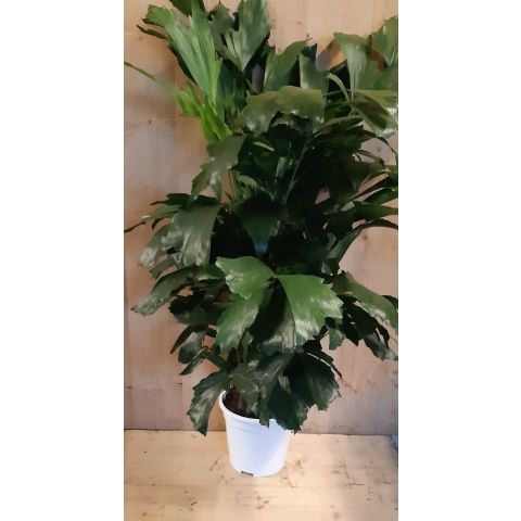 Caryota Zachte vinnetjespalm 70 cm hoog kamerplant - Warentuin natuurlijk