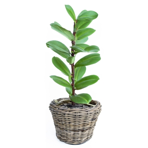 Planten/bloemen mand - rotan - gevlochten riet - D32 x H23 cm - drypot - plantenpot -