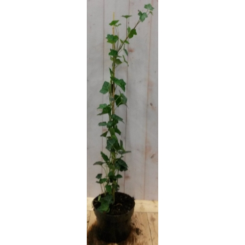 50 stuks! Klimop Hedrea 60 cm - Warentuin natuurlijk