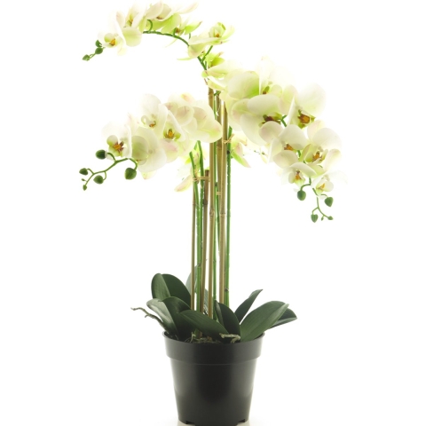 (Best) RT Phalaenopsis Bora x5 in pot 60cm white - Nova nature