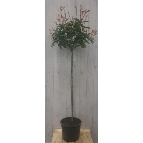 Photinia fraseri Red Robin rood stamhoogte 70 cm en hoogte 150 cm - Warentuin natuurlijk