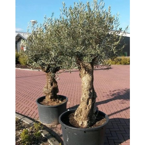 Olijfboom Olea 240 cm XL-stam - Warentuin natuurlijk
