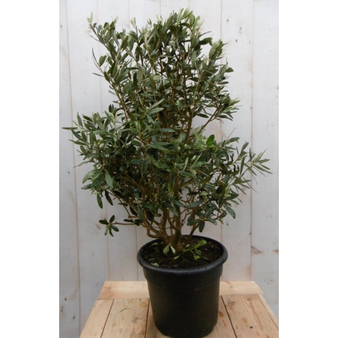 Olijfboom Olea Struik Europaea stamhoogte 50 cm en hoogte 90 cm - Warentuin natuurlijk