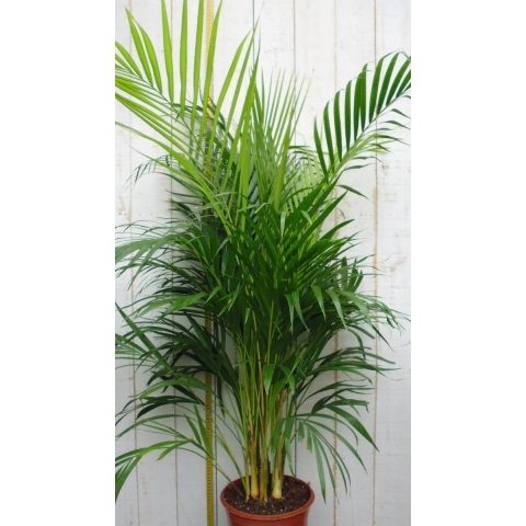 Kamerplant Arecapalm 120 cm - Warentuin natuurlijk
