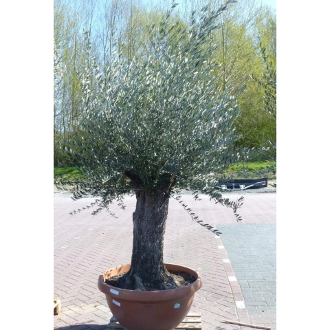 Olijfboom Olea stamhoogte 80 cm en boomhoogte 200 cm Dikke oude Stam - Warentuin natuurlijk