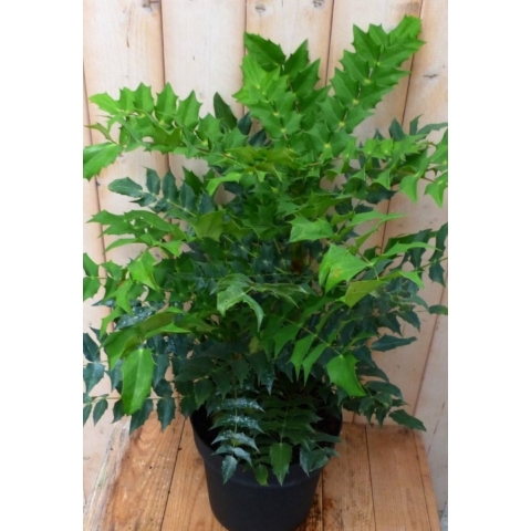 Nandina Hemelse bamboe groot 90 cm - Warentuin natuurlijk