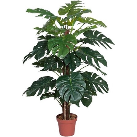 Monstera 135 cm - Buitengewoon de boet