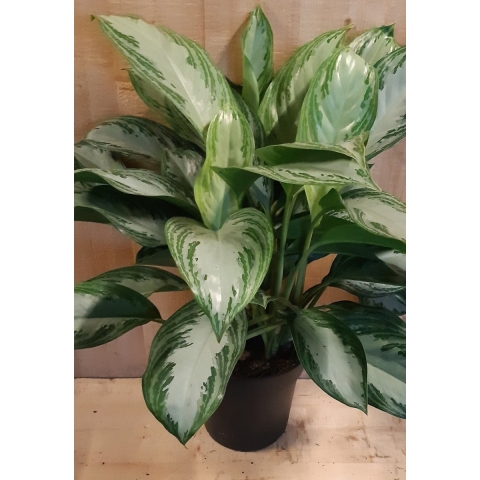 Aglaonema kamerplant - Warentuin natuurlijk