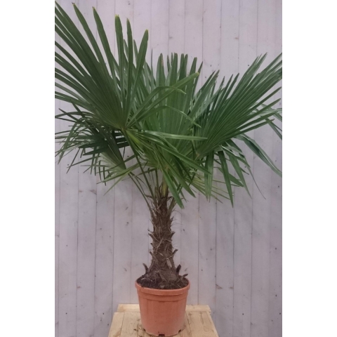 Winterharde Palmboom stamhoogte 30 cm en hoogte 150 cm - Warentuin natuurlijk