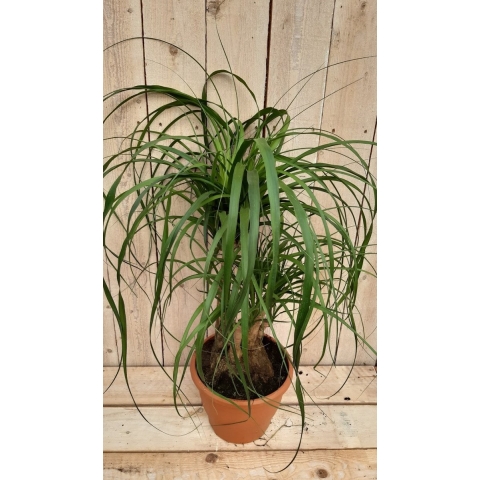 Kamerplant Beaucarnea recuvata gedeelde stam 50 cm - Warentuin natuurlijk