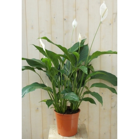 Lepelplant Spathiphyllum 120 cm - Warentuin natuurlijk