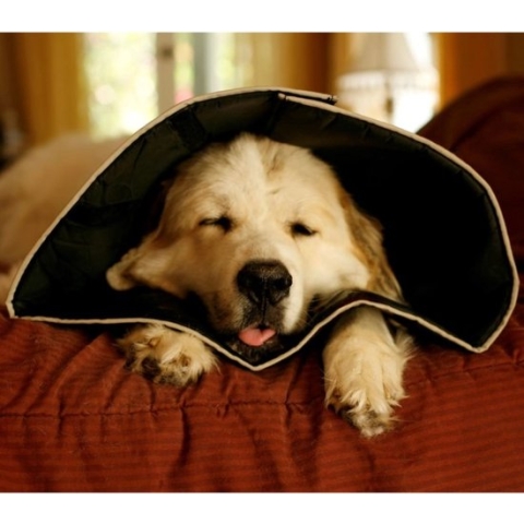 All Four Paws E-halsband Comfy Cone XXL 37,5 cm zwart