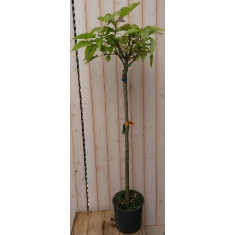 Catalpa bungei 150 cm - Warentuin natuurlijk