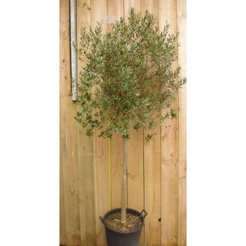 Olijfboom Olea stamhoogte 70 cm en boomhoogte 230 cm - Warentuin natuurlijk