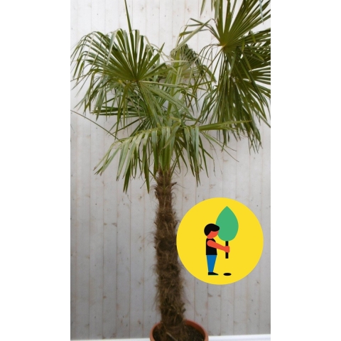 Winterharde Palmboom Trachycarpus Fortunei stamhoogte 100 cm en hoogte 225 cm - Warentuin natuurlijk