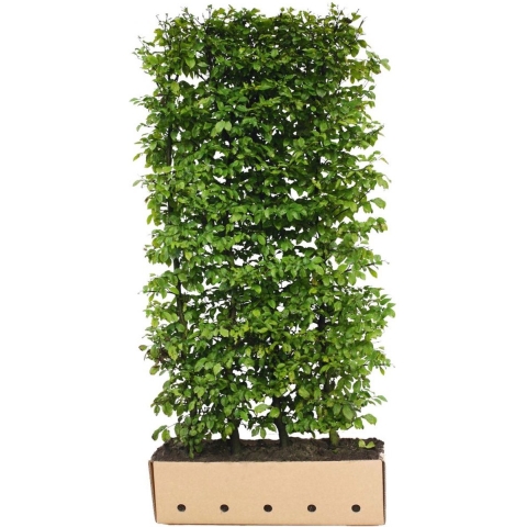 Carpinus betulus 'Fastigiata' Heg - Quickhedge