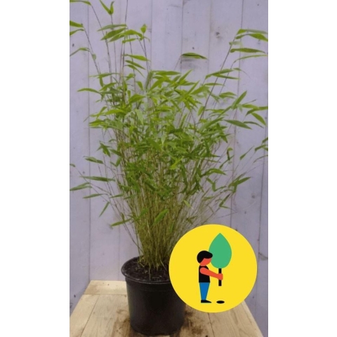 Bamboe niet woekerend 100-110 cm - Urban street forest