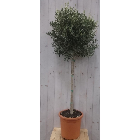 Olijfboom Olea stamhoogte 100 cm en boomhoogte 180 cm - Warentuin natuurlijk