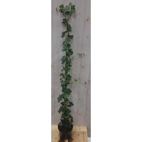10 stuks! Klimop Hedrea 200 cm - Warentuin natuurlijk