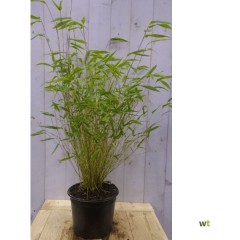 Bamboe niet woekerend 120 cm - Warentuin natuurlijk