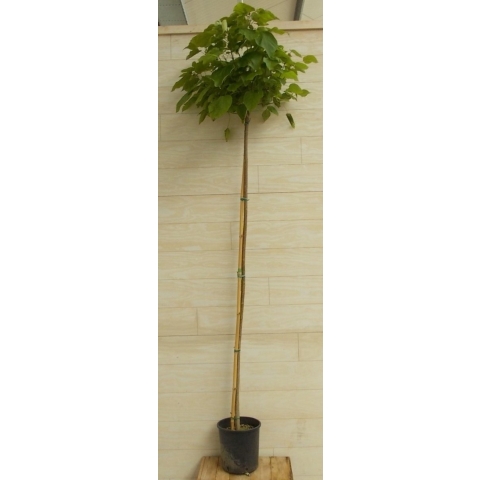 Catalpa bungei 250 cm - Warentuin natuurlijk