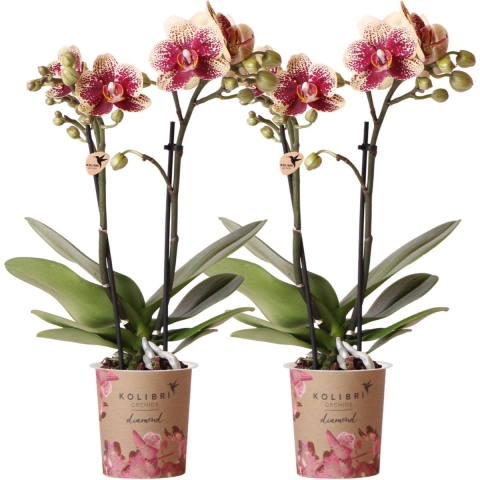 COMBI DEAL van 2 Orchideeën - Geel/Rood