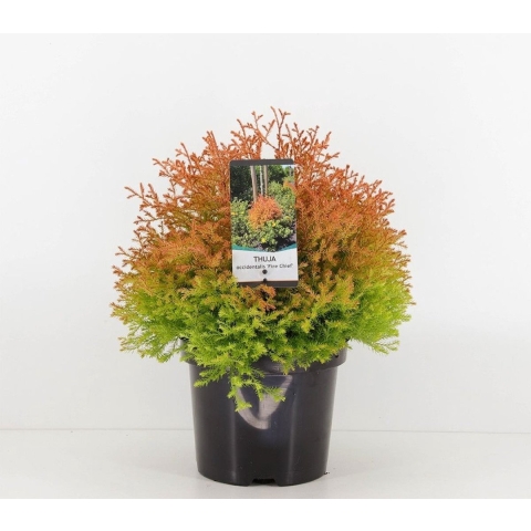 Thuja occidentalis fire chief - Warentuin natuurlijk