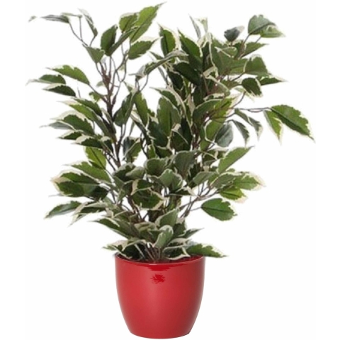 Groen/witte ficus kunstplant 40 cm met plantenpot wijnrood D13.5 en H12.5 cm -