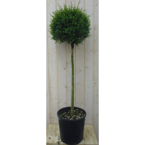 Liguster Bol 140 cm - Warentuin natuurlijk