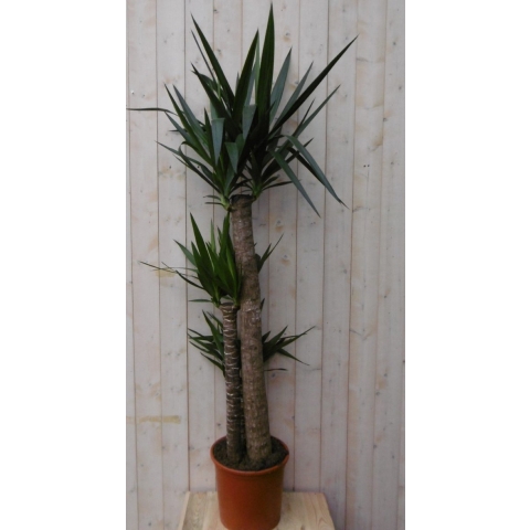 Kamerplant Yucca 160 cm - Warentuin natuurlijk