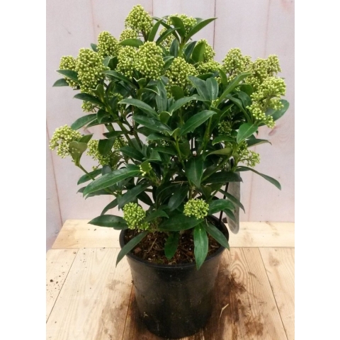 Skimmia wit 40 cm - Warentuin natuurlijk