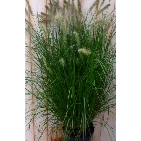 Lampepoetsergras GROOT 100 cm - Warentuin natuurlijk