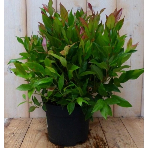 2 stuks! Leucothoe Bladhoudend 30 cm - Warentuin natuurlijk